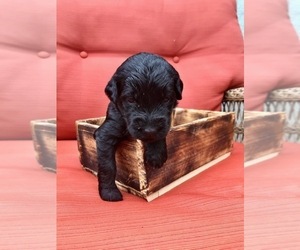 Goldendoodle (Miniature) Puppy for sale in WOODLAND, WA, USA