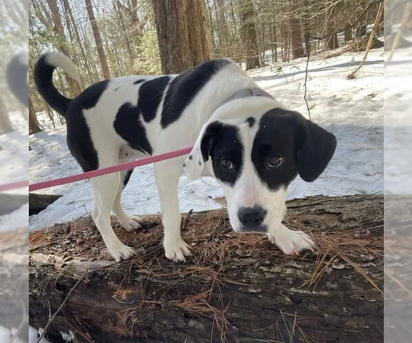 Medium Photo #3 Labrador Retriever-Unknown Mix Puppy For Sale in Alexander, AR, USA