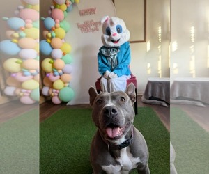 Staffordshire Bull Terrier-Unknown Mix Dogs for adoption in Holly Springs, NC, USA