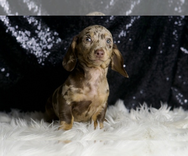 Medium Photo #7 Dachshund Puppy For Sale in WARSAW, IN, USA