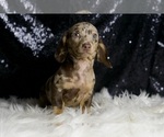 Small #6 Dachshund