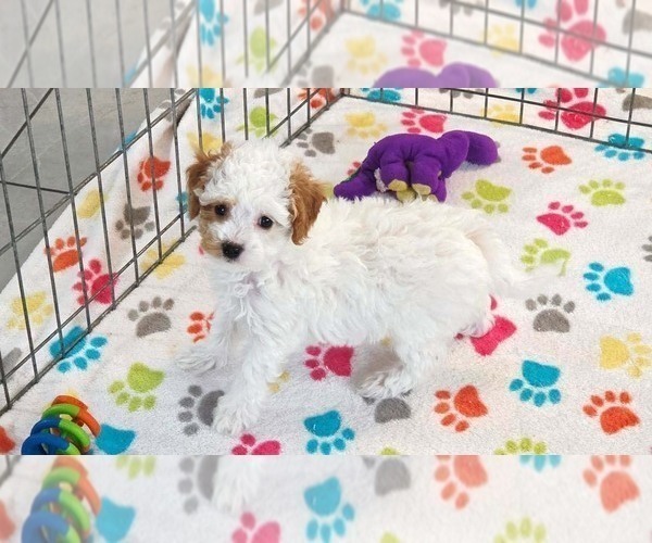 Medium Photo #6 Cavapoo (Miniature)-Poodle (Toy) Mix Puppy For Sale in ORO VALLEY, AZ, USA