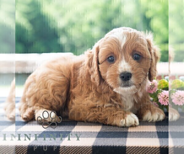 Medium Photo #4 Cavapoo (Miniature) Puppy For Sale in DORNSIFE, PA, USA