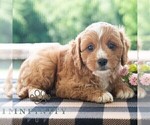 Small #3 Cavapoo (Miniature)