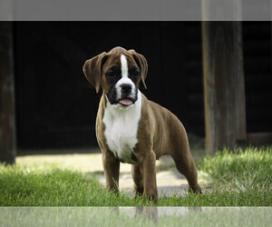 Boxer Puppy for sale in SHIPSHEWANA, IN, USA