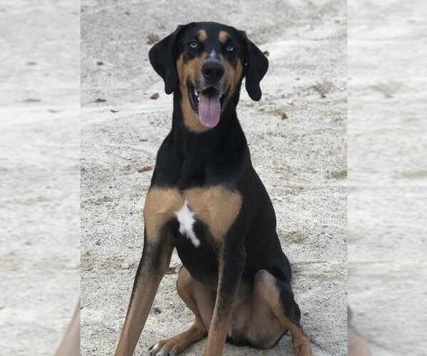 Medium Photo #2 Coonhound-Doberman Pinscher Mix Puppy For Sale in East Derry, NH, USA
