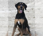 Small #1 Coonhound-Doberman Pinscher Mix