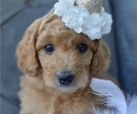 Small Photo #25 Goldendoodle-Poodle (Miniature) Mix Puppy For Sale in SARATOGA SPRINGS, UT, USA