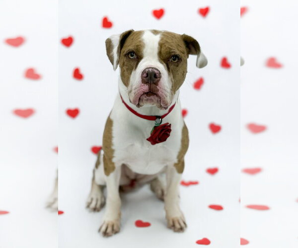 Medium Photo #8 Mutt Puppy For Sale in Rockville, MD, USA