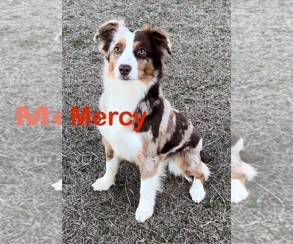 Medium Photo #1 Miniature Australian Shepherd Puppy For Sale in E LAURINBURG, NC, USA