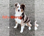 Small Photo #1 Miniature Australian Shepherd Puppy For Sale in E LAURINBURG, NC, USA