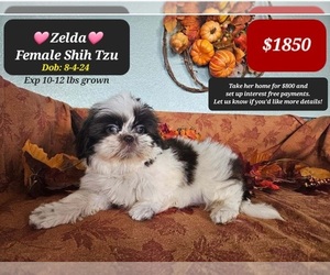 Shih Tzu Puppy for sale in TUCSON, AZ, USA