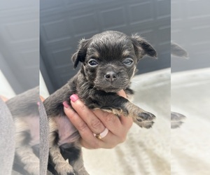 Chiweenie Puppy for sale in GRANBURY, TX, USA