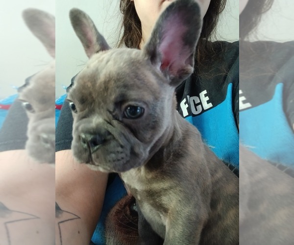 Medium Photo #1 French Bulldog Puppy For Sale in WILLIMANTIC, CT, USA