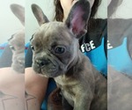 Image preview for Ad Listing. Nickname: Sir