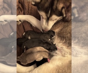 Medium Alaskan Klee Kai-Shiba Inu Mix