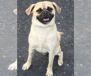 Jack - Male Pug-Unknown Mix Dog for Adoption - Photo #3