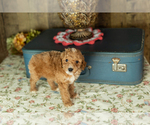 Small Photo #24 Miniature Labradoodle Puppy For Sale in NAPPANEE, IN, USA