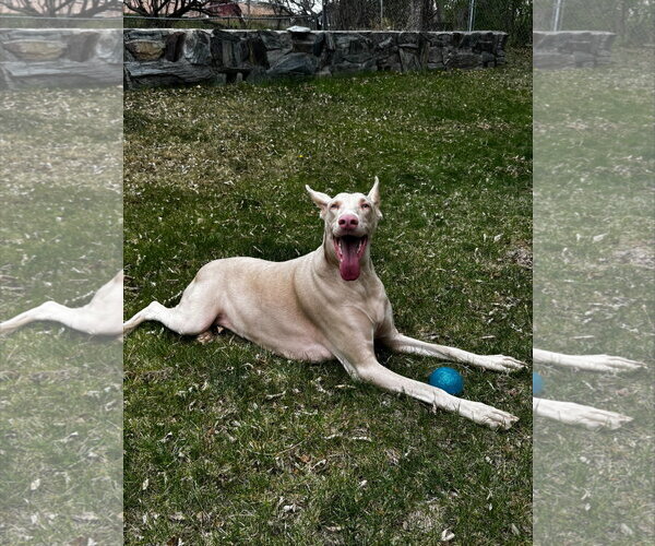 Medium Photo #7 Doberman Pinscher-Unknown Mix Puppy For Sale in Buffalo, MN, USA