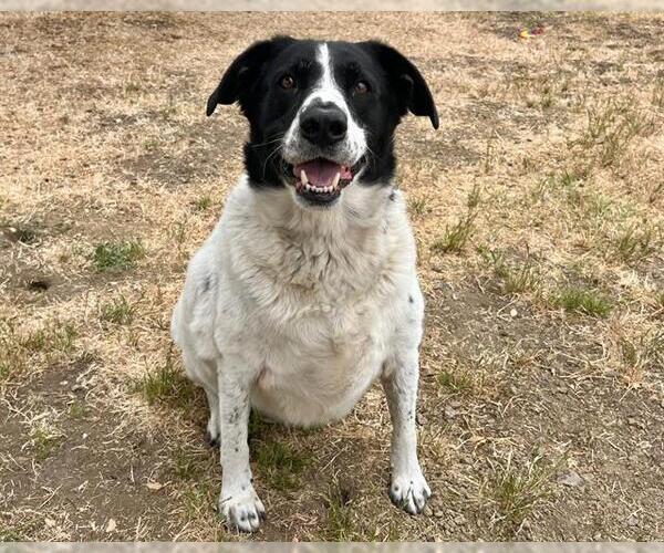 Medium Photo #2 Border Collie-Unknown Mix Puppy For Sale in Santa Cruz, CA, USA