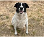 Small #1 Border Collie Mix
