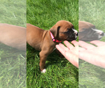 Small #1 Boxer