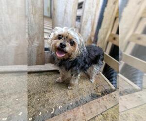 Chorkie Puppy for sale in ATLANTA, GA, USA