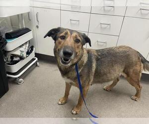 German Shepherd Dog-Unknown Mix Dogs for adoption in HESPERIA, CA, USA