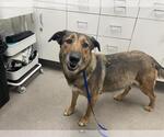 Small German Shepherd Dog Mix
