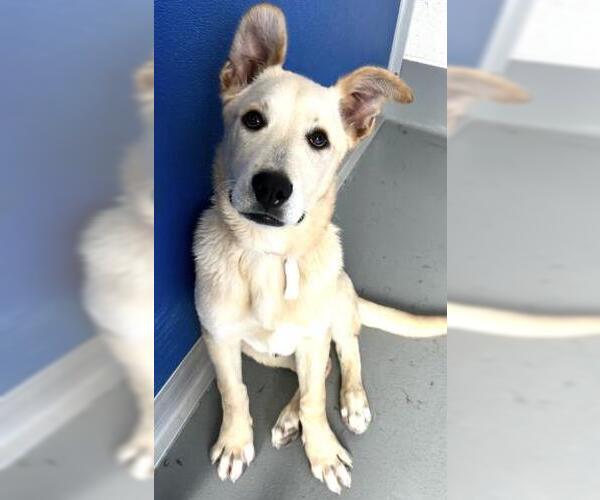 Medium Photo #1 Labrador Retriever-Unknown Mix Puppy For Sale in Visalia, CA, USA