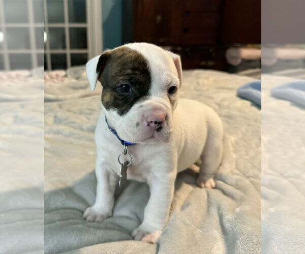 Medium Photo #2 Bull-Boxer Puppy For Sale in Holly Springs, NC, USA