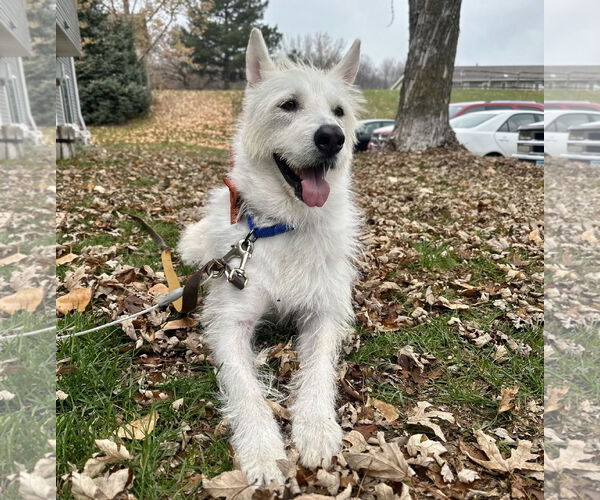 Medium Photo #12 Mutt Puppy For Sale in Brooklyn Center, MN, USA