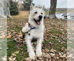 Polar - Male Mutt Dog for Adoption - Photo #12