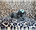 Small #8 Schnauzer (Miniature)