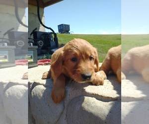 Golden Retriever Puppy for sale in PLAIN, WI, USA