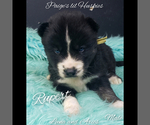 Small Photo #19 Siberian Husky Puppy For Sale in BLOOMFIELD, IN, USA