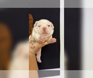 French Bulldog Puppy for sale in WINSTON SALEM, NC, USA