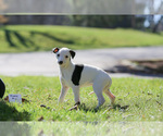 Small Photo #4 Whippet Puppy For Sale in JANESVILLE, WI, USA