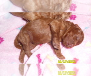 Poodle (Miniature) Puppy for sale in DULUTH, GA, USA
