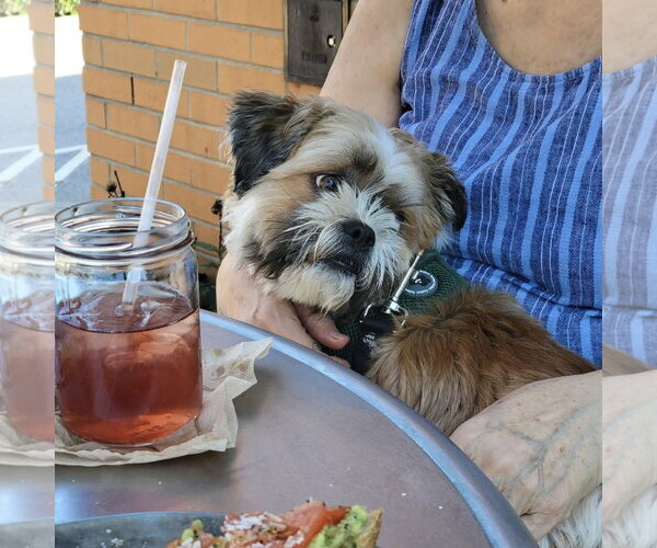 Medium Photo #2 Shih Tzu-Unknown Mix Puppy For Sale in Spring Lake, NC, USA