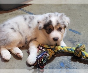 Medium Australian Shepherd