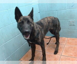 German Shepherd Dog-Unknown Mix Dogs for adoption in Downey, CA, USA