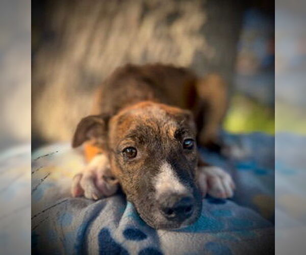 Medium Photo #4 Catahoula Leopard Dog-Unknown Mix Puppy For Sale in Pleasanton, TX, USA