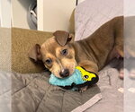 Small American Bulldog Mix