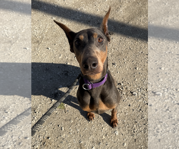 Medium Photo #1 Doberman Pinscher Puppy For Sale in Coralville, IA, USA