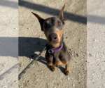 Small Doberman Pinscher