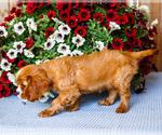 Small #9 Cavalier King Charles Spaniel