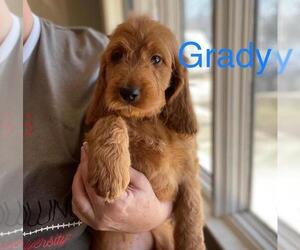 Irish Doodle Puppy for sale in EL PASO, IL, USA