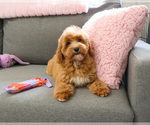 Small #11 Goldendoodle mix (+ Poodle Miniature)