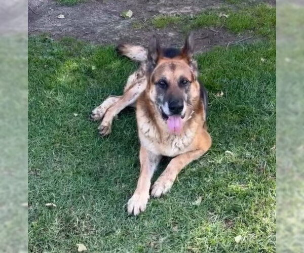 Medium Photo #2 German Shepherd Dog Puppy For Sale in Riverside, CA, USA